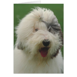 Oud Engels Sheepdog