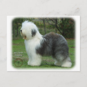 Oud Engels Sheepdog 9F054D-18 Briefkaart