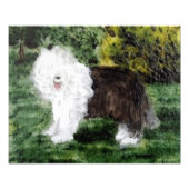Oud Engels Sheepdog Art Foto Afdruk (Voorkant)