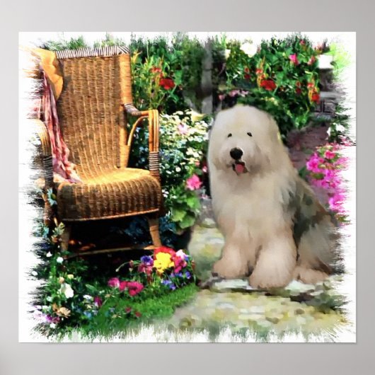 Oud Engels Sheepdog Art Print (Voorkant)