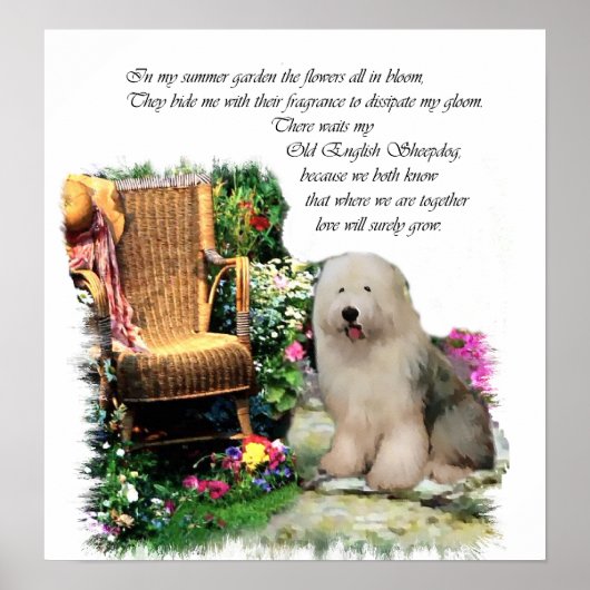 Oud Engels Sheepdog Art Print (Voorkant)