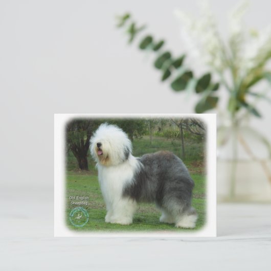 Oud Engels Sheepdog Briefkaart (Staand voorkant)
