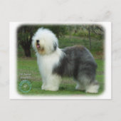 Oud Engels Sheepdog Briefkaart (Voorkant)