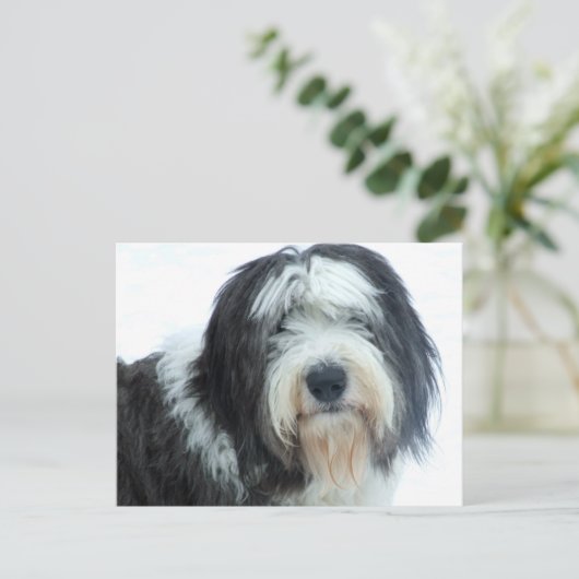 Oud Engels Sheepdog Briefkaart (Staand voorkant)