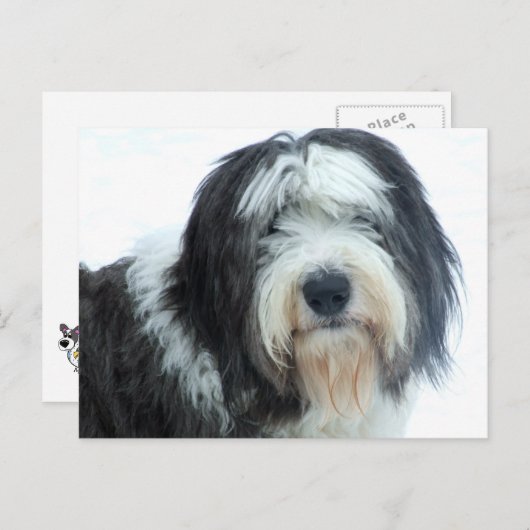 Oud Engels Sheepdog Briefkaart (Voorkant / Achterkant)