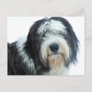 Oud Engels Sheepdog Briefkaart