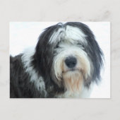 Oud Engels Sheepdog Briefkaart (Voorkant)