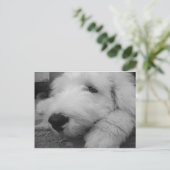 Oud Engels Sheepdog Briefkaart (Staand voorkant)