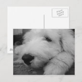 Oud Engels Sheepdog Briefkaart (Voorkant / Achterkant)