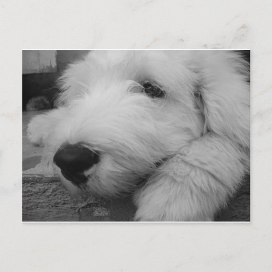Oud Engels Sheepdog Briefkaart (Voorkant)