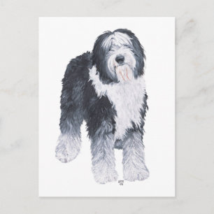 Oud Engels Sheepdog Briefkaart