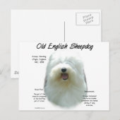 Oud Engels Sheepdog Geschiedenis Design Briefkaart (Voorkant / Achterkant)