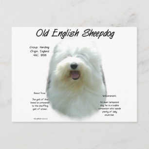 Oud Engels Sheepdog Geschiedenis Design Briefkaart
