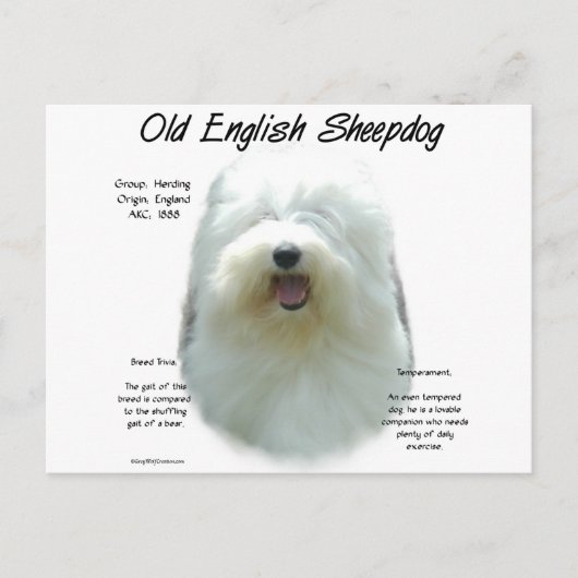 Oud Engels Sheepdog Geschiedenis Design Briefkaart (Voorkant)