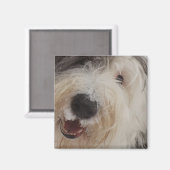 Oud Engels Sheepdog Magnet - Sneeuwgezicht (Voorkant / Achterkant)