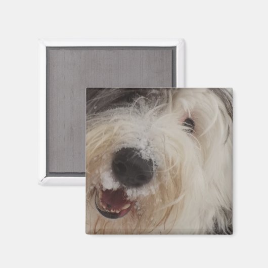 Oud Engels Sheepdog Magnet - Sneeuwgezicht (Voorkant / Achterkant)