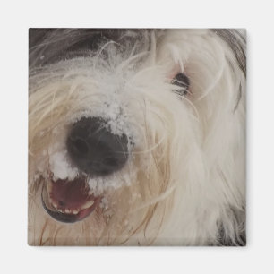 Oud Engels Sheepdog Magnet - Sneeuwgezicht