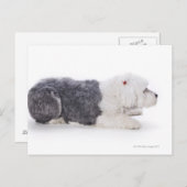 Oud Engels Sheepdog op witte achtergrond Briefkaart (Voorkant / Achterkant)