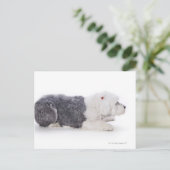 Oud Engels Sheepdog op witte achtergrond Briefkaart (Staand voorkant)