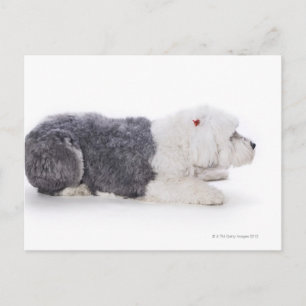 Oud Engels Sheepdog op witte achtergrond Briefkaart