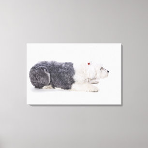 Oud Engels Sheepdog op witte achtergrond Canvas Afdruk