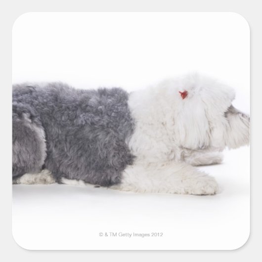 Oud Engels Sheepdog op witte achtergrond Vierkante Sticker (Voorkant)