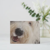 Oud Engels Sheepdog Post Card - Snow Face Briefkaart (Staand voorkant)