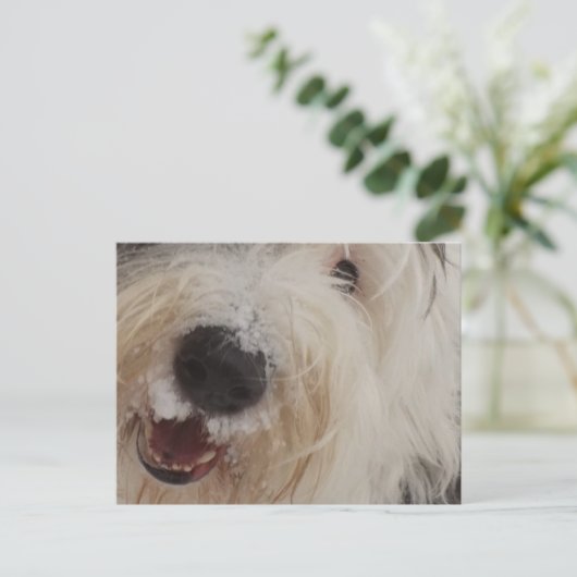 Oud Engels Sheepdog Post Card - Snow Face Briefkaart (Staand voorkant)