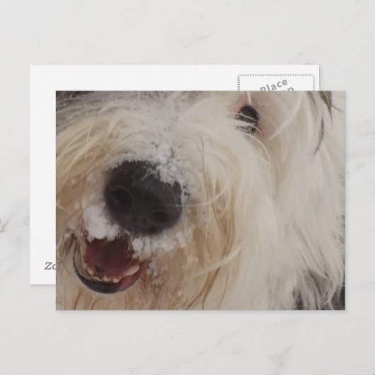 Oud Engels Sheepdog Post Card - Snow Face Briefkaart (Voorkant / Achterkant)