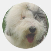 Oud Engels Sheepdog Ronde Sticker (Voorkant)