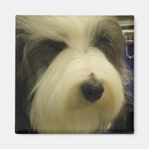 Oud Engels Sheepdog Square Magnet