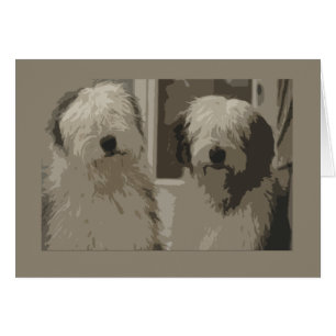 Oud Engels Sheepdogs