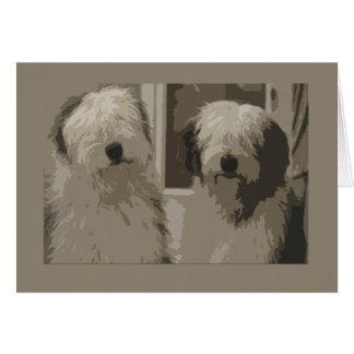 Oud Engels Sheepdogs
