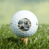 Oud-Engelse schapendoes Golfballen (Insitu Shirt)
