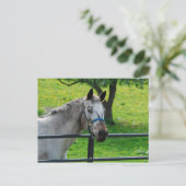 Oud grijs Briefkaart (Staand voorkant)