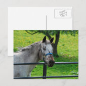 Oud grijs Briefkaart (Voorkant / Achterkant)