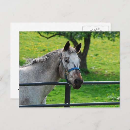 Oud grijs Briefkaart (Voorkant / Achterkant)