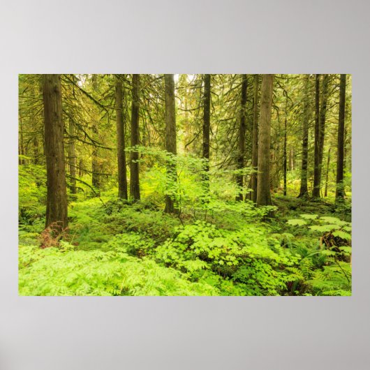 oud groeibos aan de grove van de Patriarchen Poster (Voorkant)