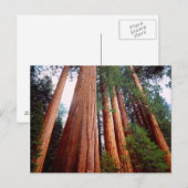 Oud-groeislijm Sequoia Redwood-bomen Briefkaart (Voorkant / Achterkant)