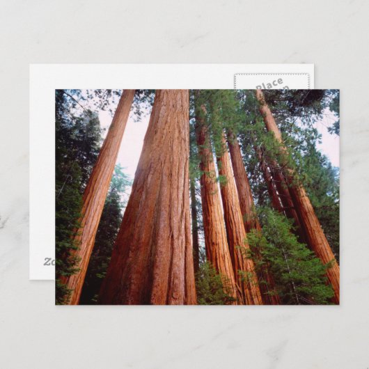 Oud-groeislijm Sequoia Redwood-bomen Briefkaart (Voorkant / Achterkant)