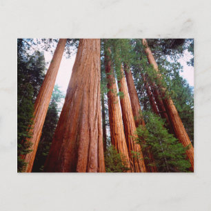 Oud-groeislijm Sequoia Redwood-bomen Briefkaart