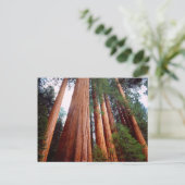 Oud-groeislijm Sequoia Redwood-bomen Briefkaart (Staand voorkant)