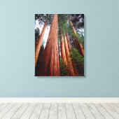 Oud-groeislijm Sequoia Redwood-bomen Canvas Afdruk (Insitu (Houten vloer))