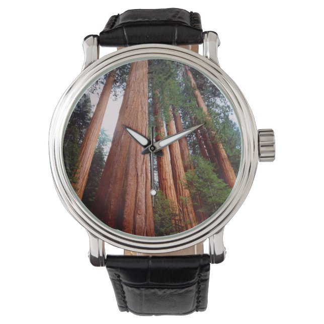 Oud-groeislijm Sequoia Redwood-bomen Horloge (Voorkant)