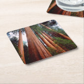 Oud-groeislijm Sequoia Redwood-bomen Kartonnen Onderzetters (Schuin)