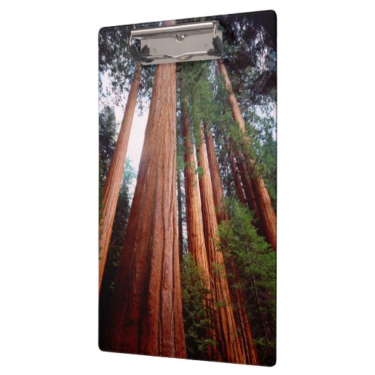 Oud-groeislijm Sequoia Redwood-bomen Klembord (Links)