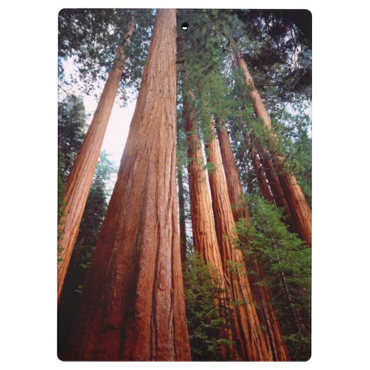 Oud-groeislijm Sequoia Redwood-bomen Klembord (Achterkant)