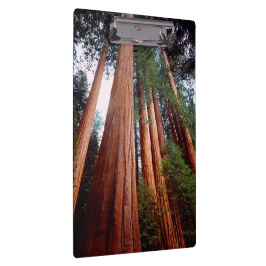 Oud-groeislijm Sequoia Redwood-bomen Klembord (Rechts)