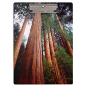 Oud-groeislijm Sequoia Redwood-bomen Klembord (Voorkant)