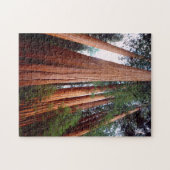 Oud-groeislijm Sequoia Redwood-bomen Legpuzzel (Horizontaal)